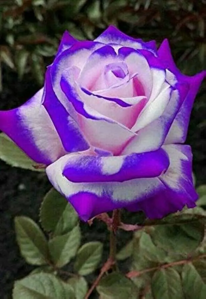 Lavender & White Rose Flower Seeds , Elegant Bi-Color Blooms, Non-GMO