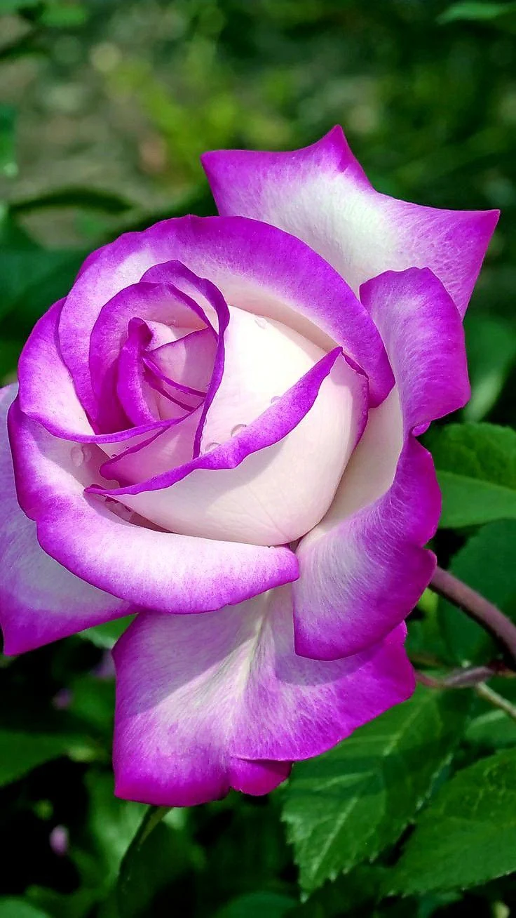 Lavender & White Rose Flower Seeds , Elegant Bi-Color Blooms, Non-GMO