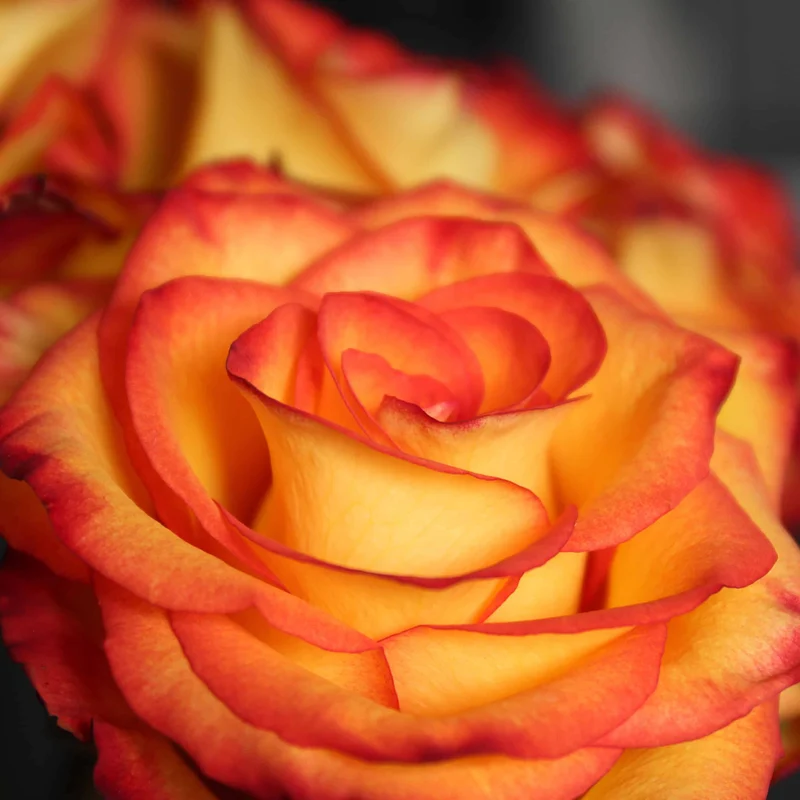 Orange & Yellow Rose Flower Seeds ,Warm Sunset Blooms, Easy to Grow, Non-GMO