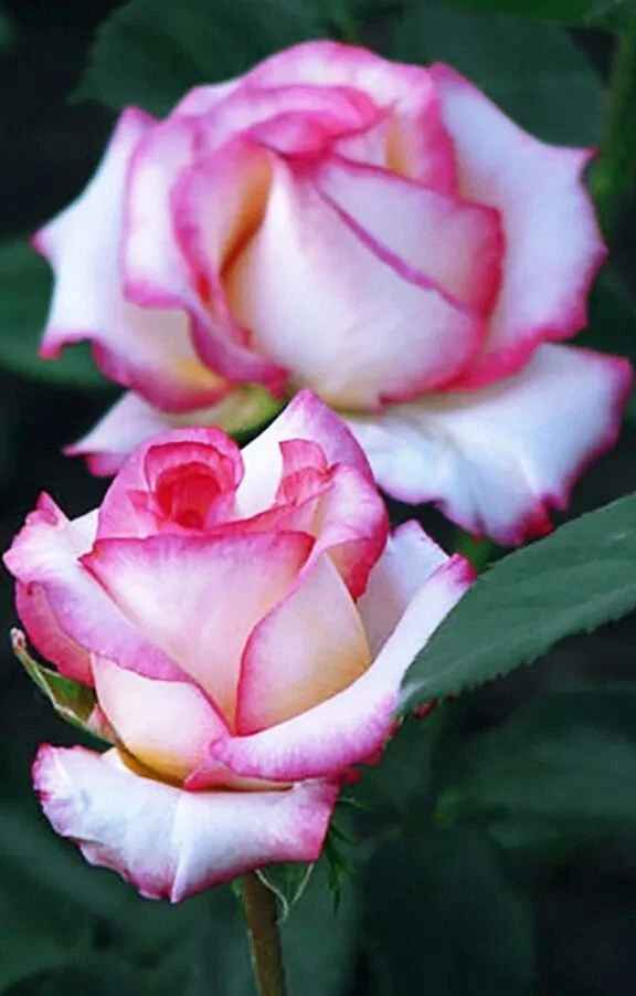 Pink & White Rose Flower Seeds ,Beautiful Bi-Color Blooms, Easy to Grow, Non-GMO