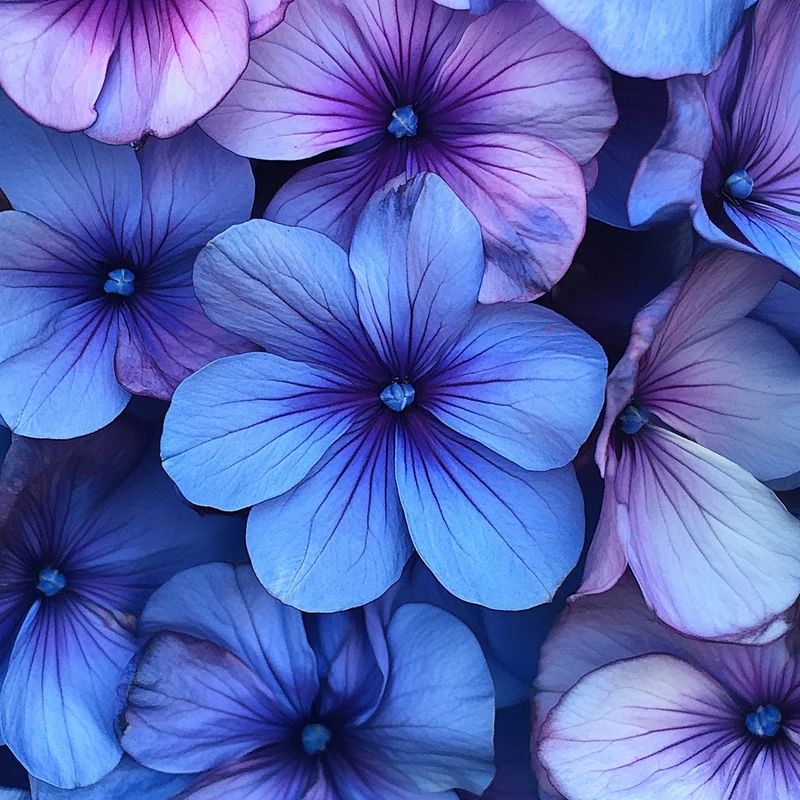 Unique Lavender-Blue Blooms with a Dark Purple Center