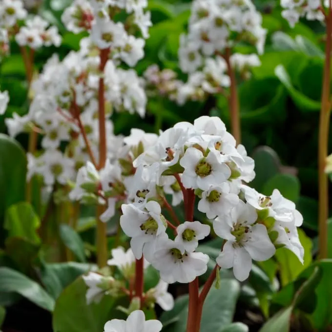 Bergenie 'Bressingham White' Weiß