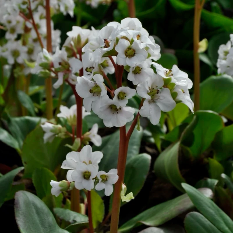 Bergenie 'Bressingham White' Weiß