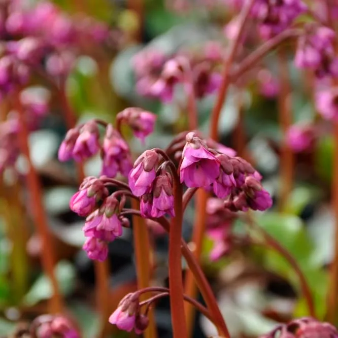 Bergenie 'Eroica' Purpur