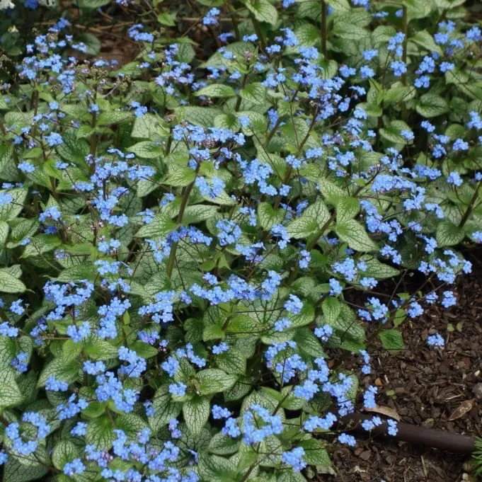 Kaukasusvergissmeinnicht 'Sterling Silver'® Blau