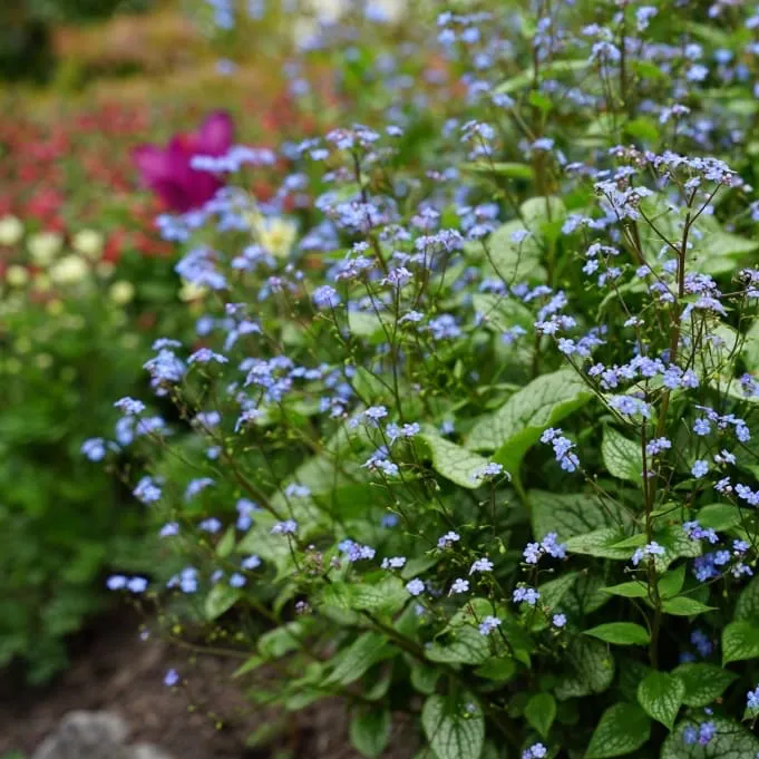 Kaukasusvergissmeinnicht 'Sterling Silver'® Blau