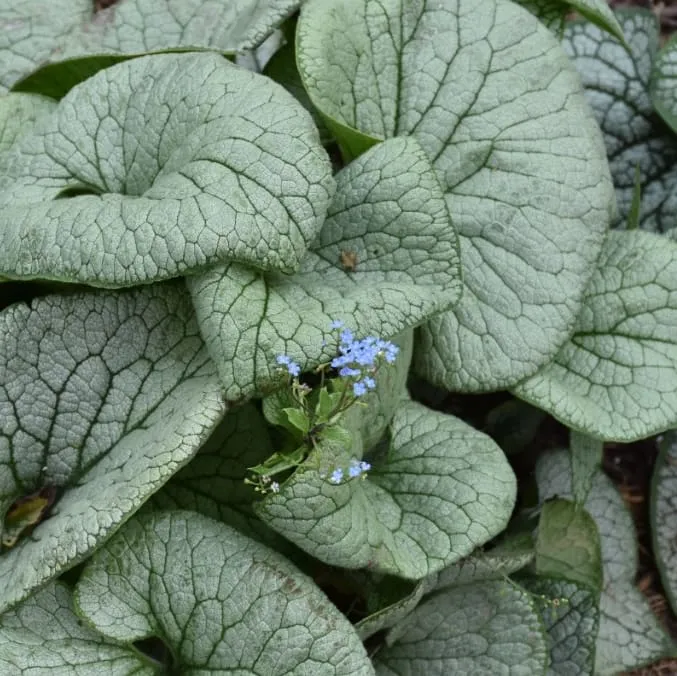 Kaukasusvergissmeinnicht 'Sterling Silver'® Blau