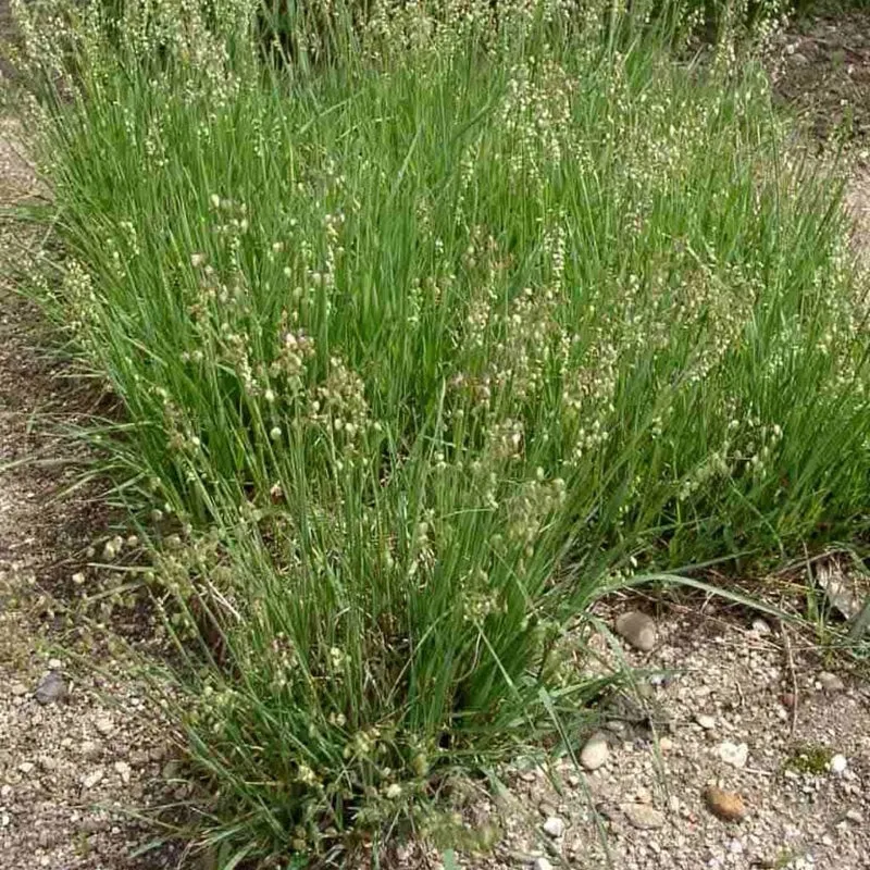 Zittergras