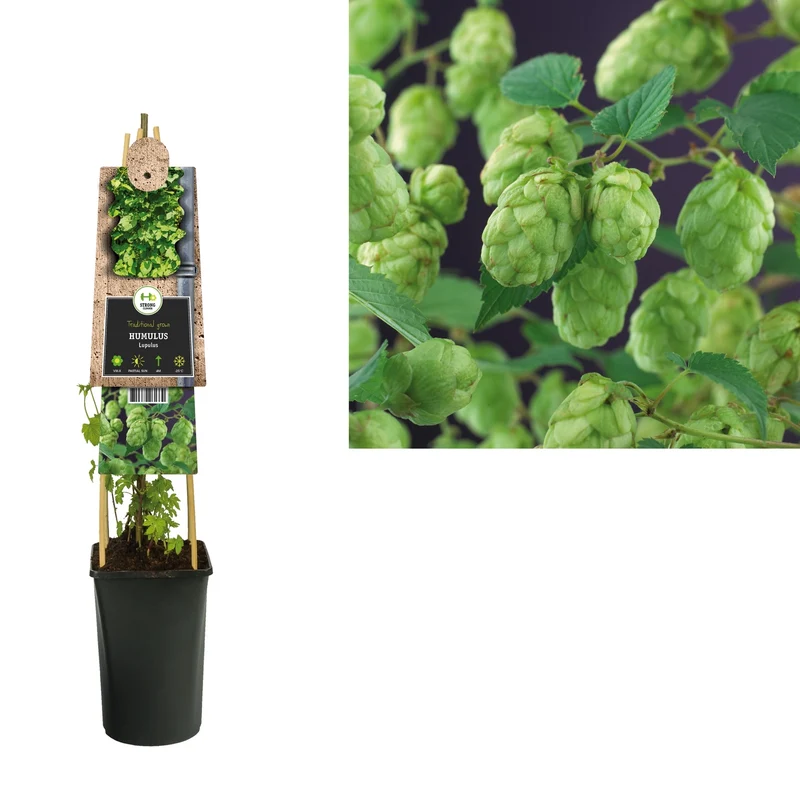 Kletterpflanze Humulus Lupulus Nordbrau (Hopfenpflanze)