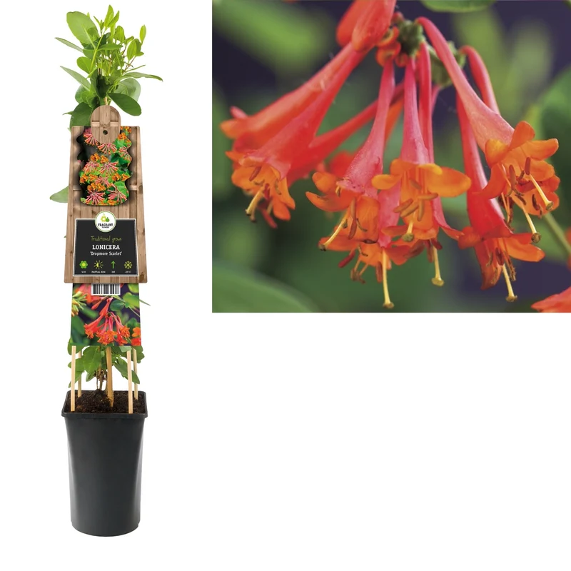 Kletterpflanze Lonicera Dropmore Scarlet (Geißblatt)