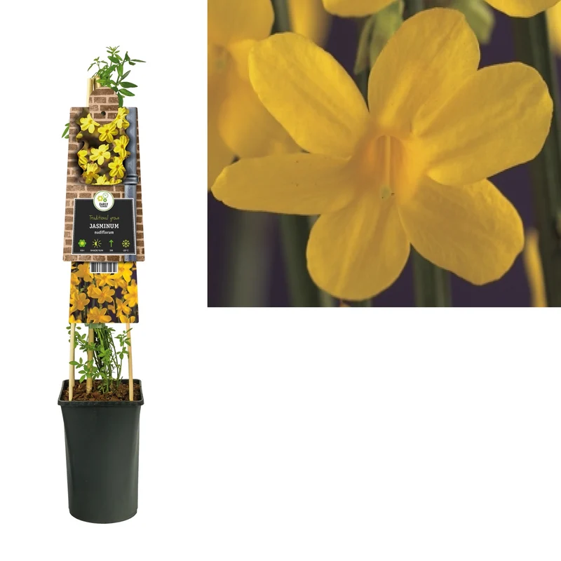 Kletterpflanze Jasminum nudiflorum (Winterjasmin)