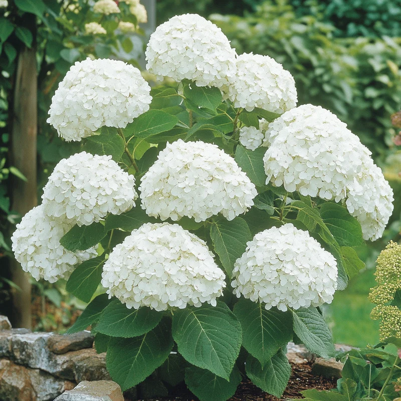 Annabelle Hydrangea Seeds – Hardy, Low-Maintenance Shrub with Stunning White Blooms