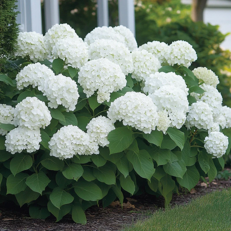 Annabelle Hydrangea Seeds – Hardy, Low-Maintenance Shrub with Stunning White Blooms