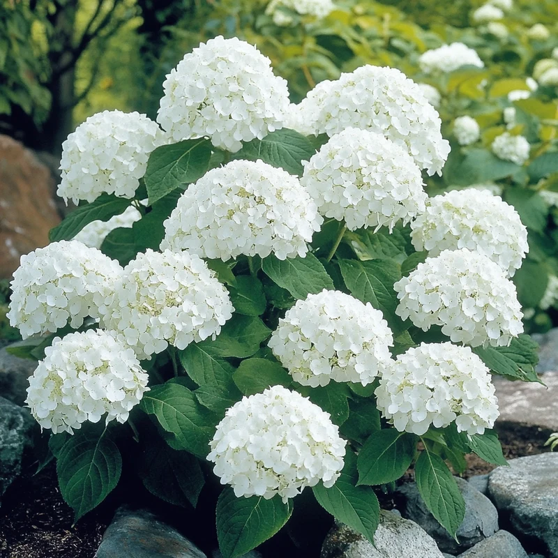Annabelle Hydrangea Seeds – Hardy, Low-Maintenance Shrub with Stunning White Blooms