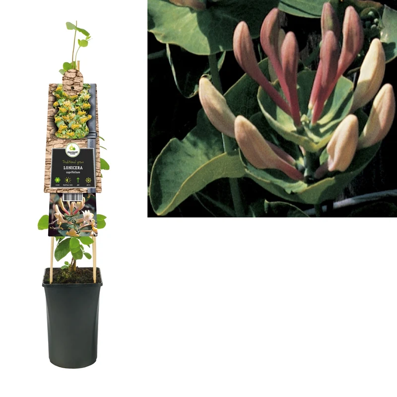 Kletterpflanze Lonicera caprifolium (Geißblatt)