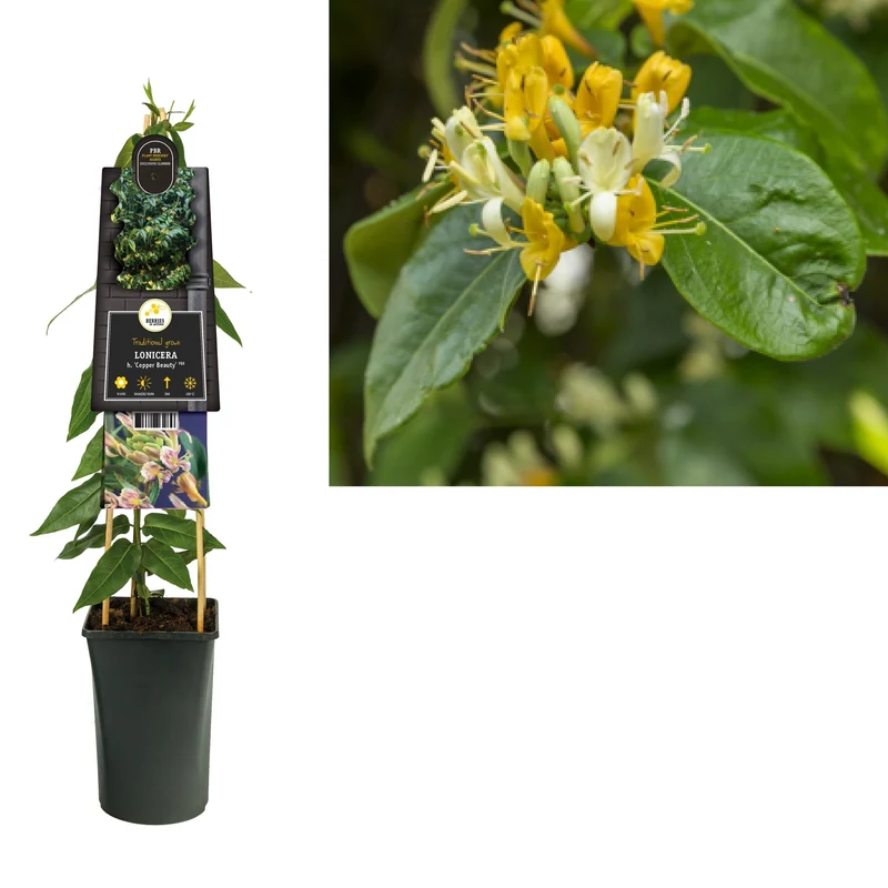Immergrüne Kletterpflanze Lonicera h. Copper Beauty PBR (Geißblatt)