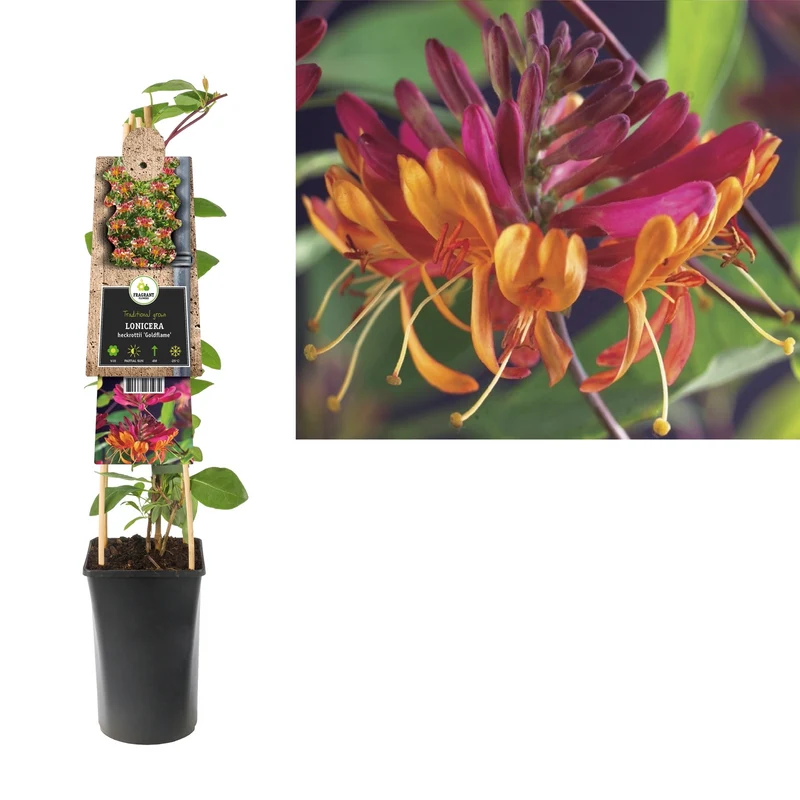 Kletterpflanze Lonicera heckrottii Goldflame (Geißblatt)