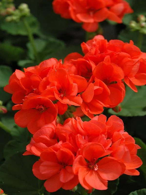 Orange & Yellow Geranium Flower Seeds,Warm Sunset Blooms, Non-GMO