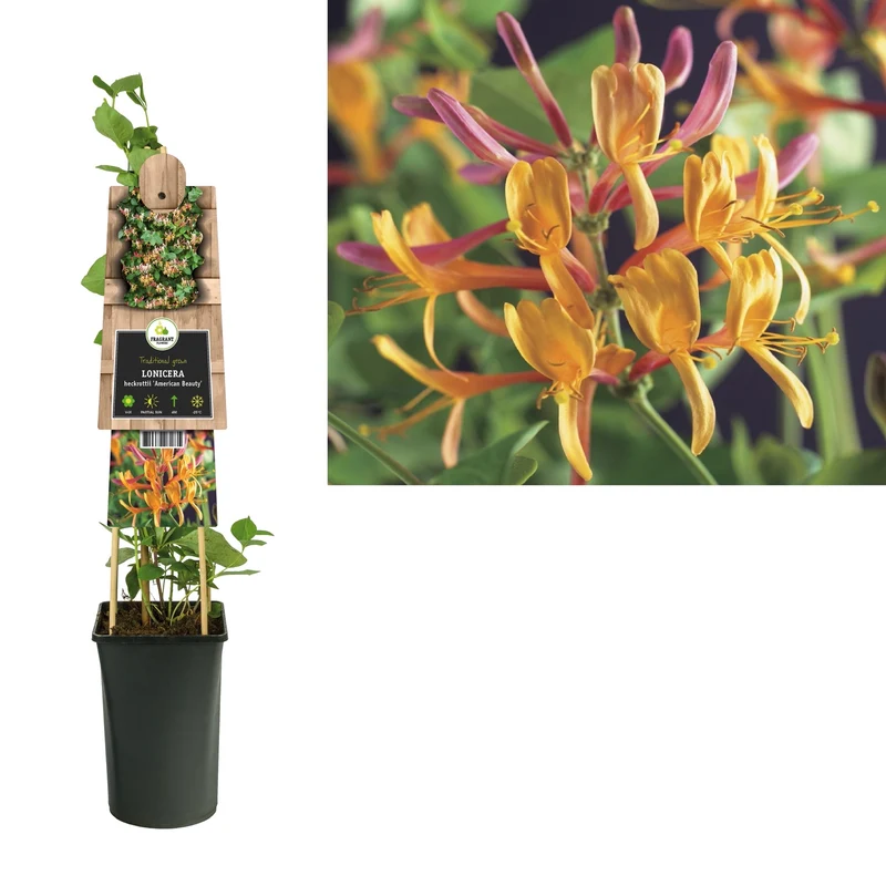 Kletterpflanze Lonicera heckrottii American Beauty (Geißblatt)