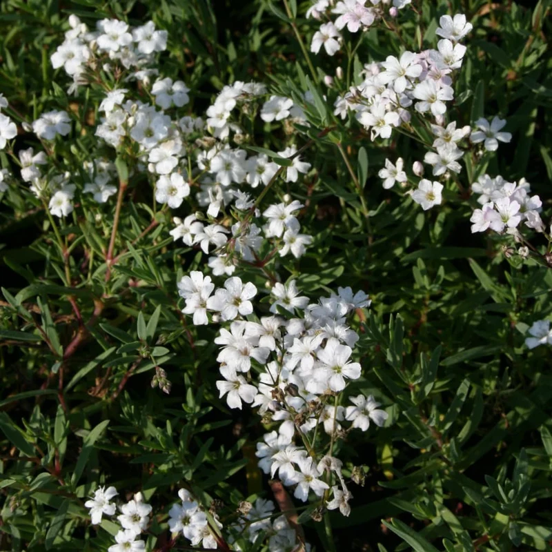 Zwerg-Schleierkraut 'Filou White' Weiß