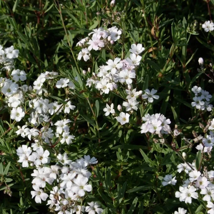 Zwerg-Schleierkraut 'Filou White' Weiß