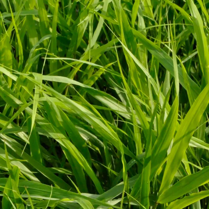 Berggras