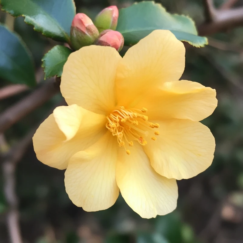 Stunning Golden-Yellow Blooms with Excellent Cold Tolerance