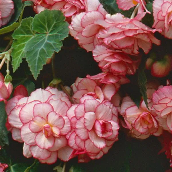 Red & White Begonia Flower Seeds – Bi-Color Blooms for Garden Planting