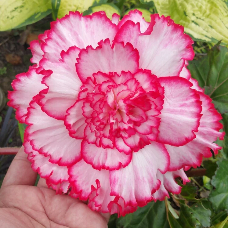 Red & White Begonia Flower Seeds – Bi-Color Blooms for Garden Planting