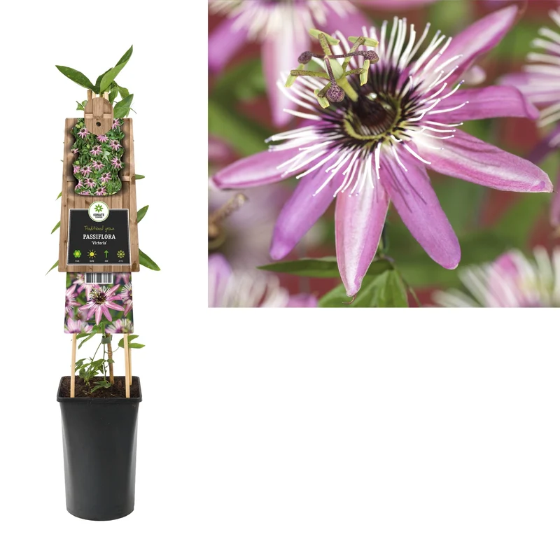 Kletterpflanze Passiflora Victoria (Passionsblume)