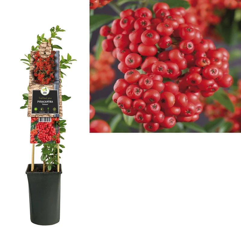 Kletterpflanze Pyracantha Mohave (Feuerdorn)
