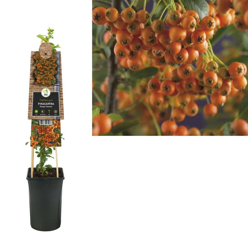 Kletterpflanze Pyracantha Orange Charmer (Feuerdorn)