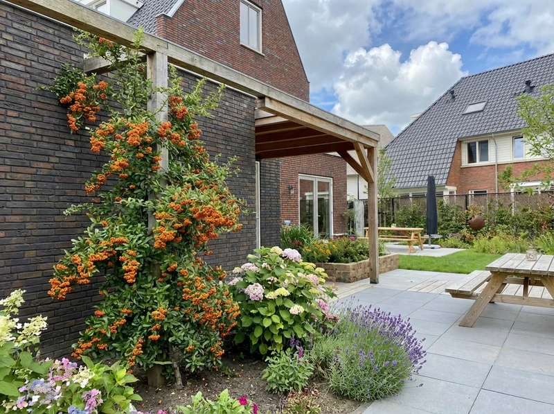 Kletterpflanze Pyracantha Orange Charmer (Feuerdorn)