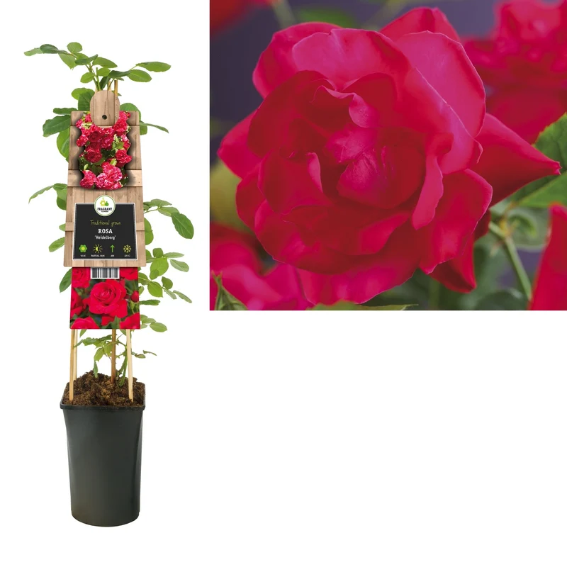 Kletterpflanze Rosa Heidelberg (Kletterrose)