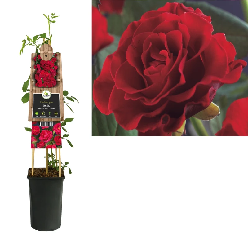 Kletterrose Rosa Paul's Scarlet Climber (Kletterrose)
