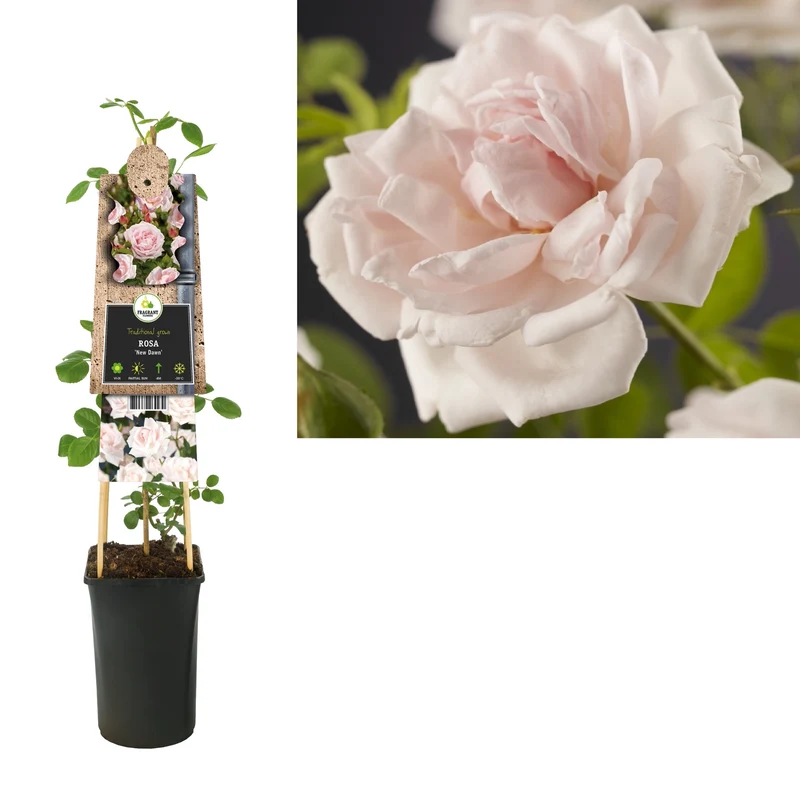 Kletterrose Rosa New Dawn