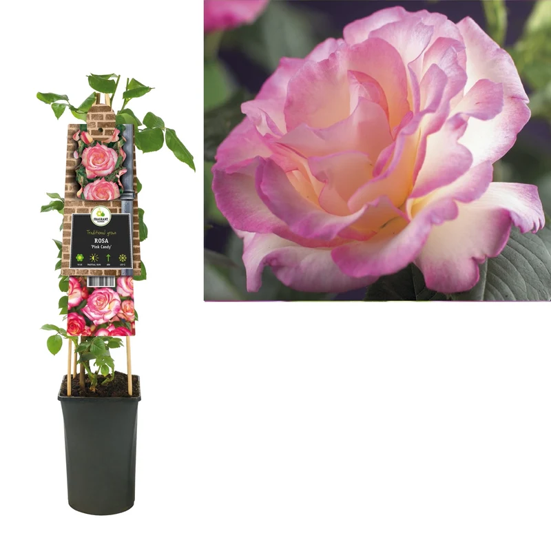 Kletterrose Rosa Pink Candy