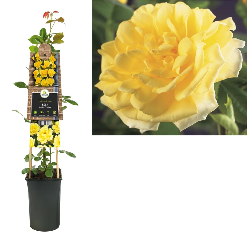 Kletterrose Rosa Golden Climber (Kletterrose)