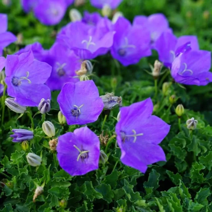 Glockenblume 'Pearl Blue' Blau