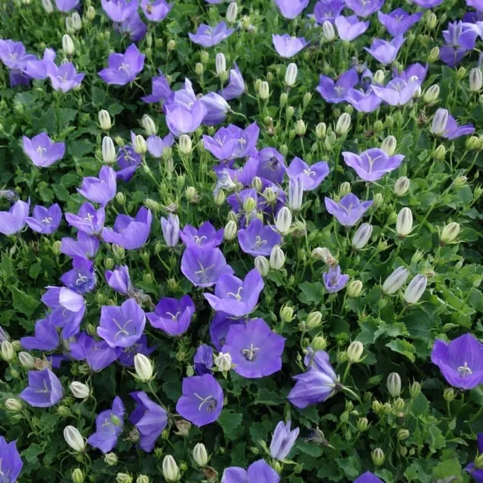 Glockenblume 'Pearl Blue' Blau
