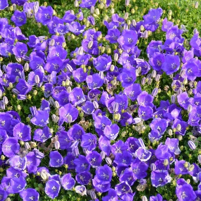 Glockenblume 'Pearl Blue' Blau