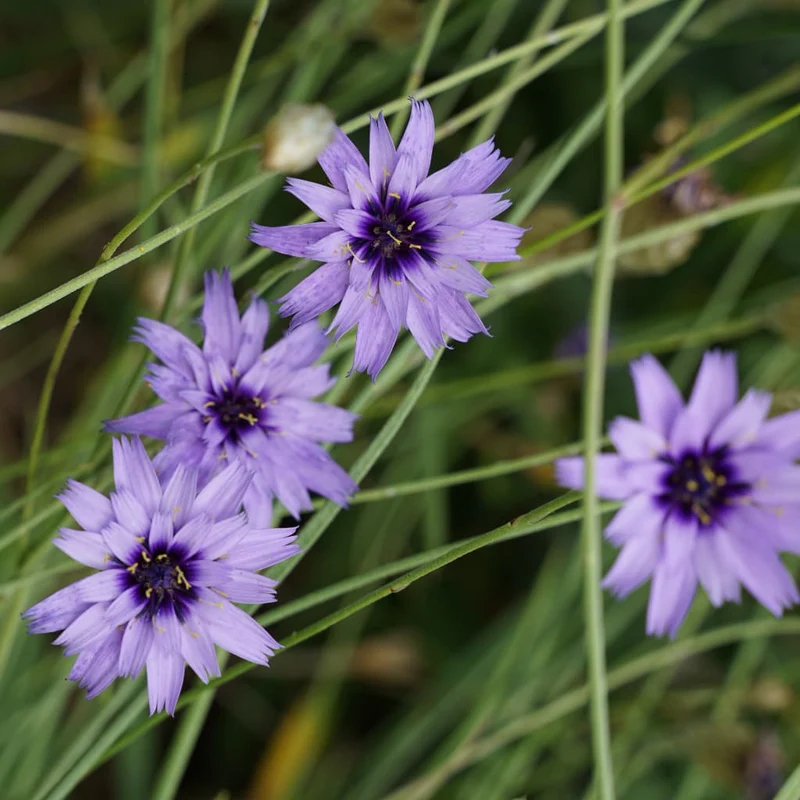 Rasselblume Violett