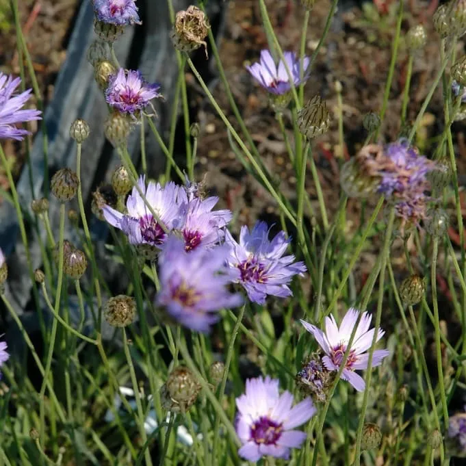 Rasselblume Violett