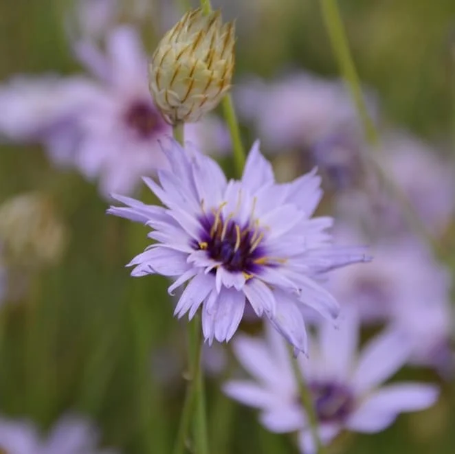Rasselblume Violett