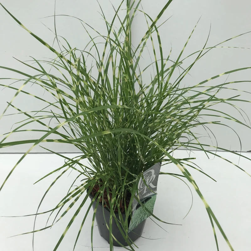 Prachtriet (Miscanthus 'Little Zebra')