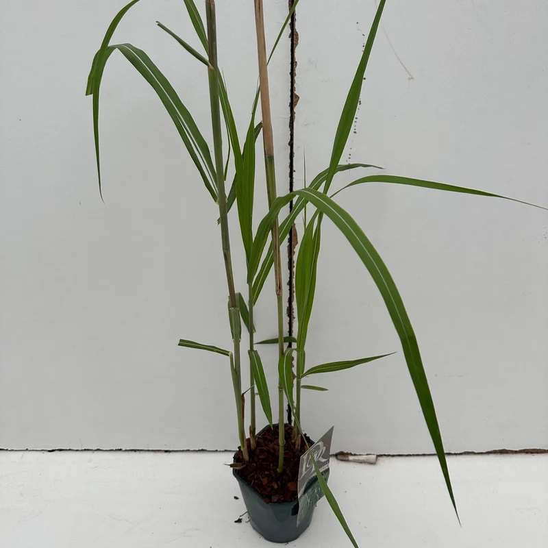 Prachtriet (Miscanthus 'Gigantheus')