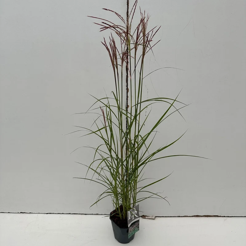 Prachtriet (Miscanthus 'Ferner Osten')