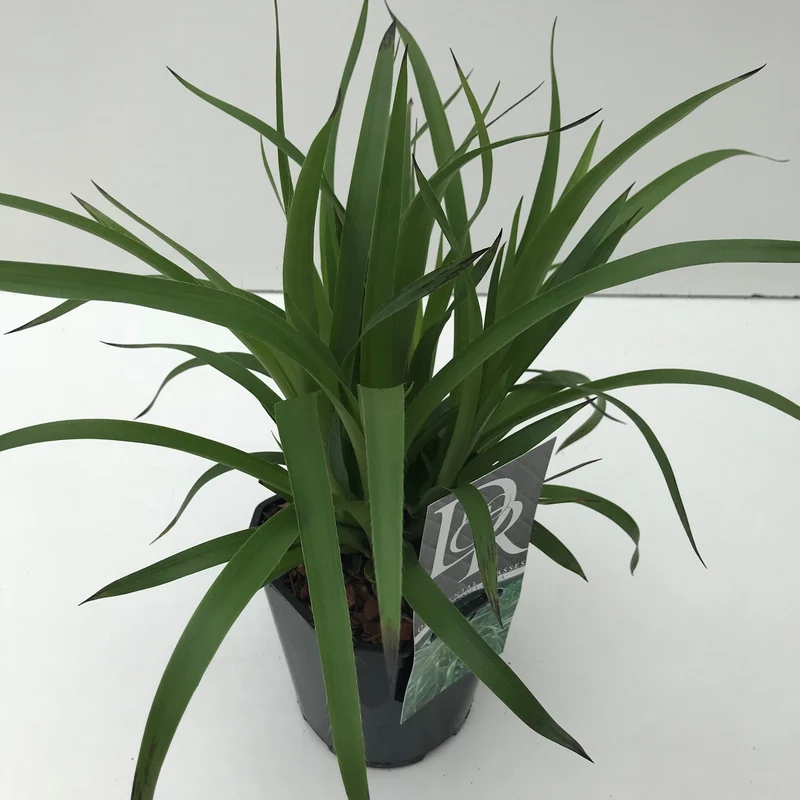 Grote veldbies (Luzula 'Sylvatica')