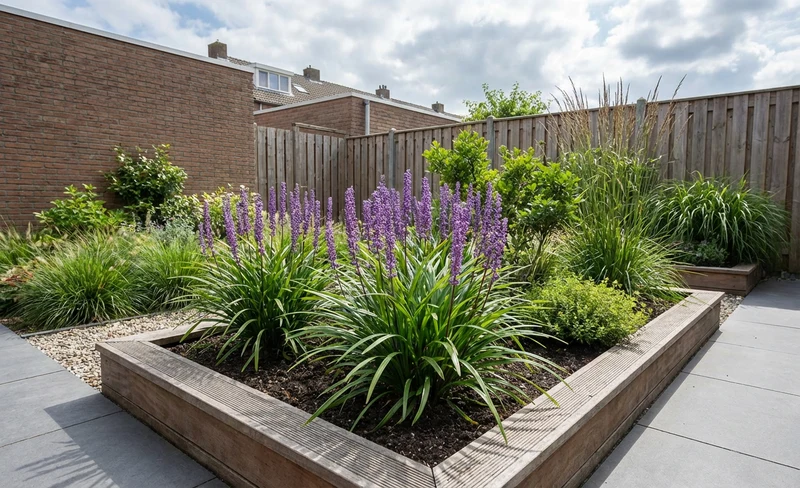 Leliegras (Liriope 'Big Blue')