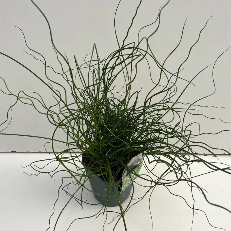 Kurkentrekkersgras (Juncus 'Spiralis')